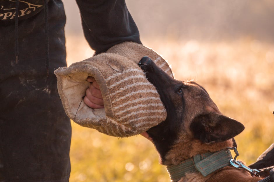 Members training dogs together outdoors in Karlsborg.