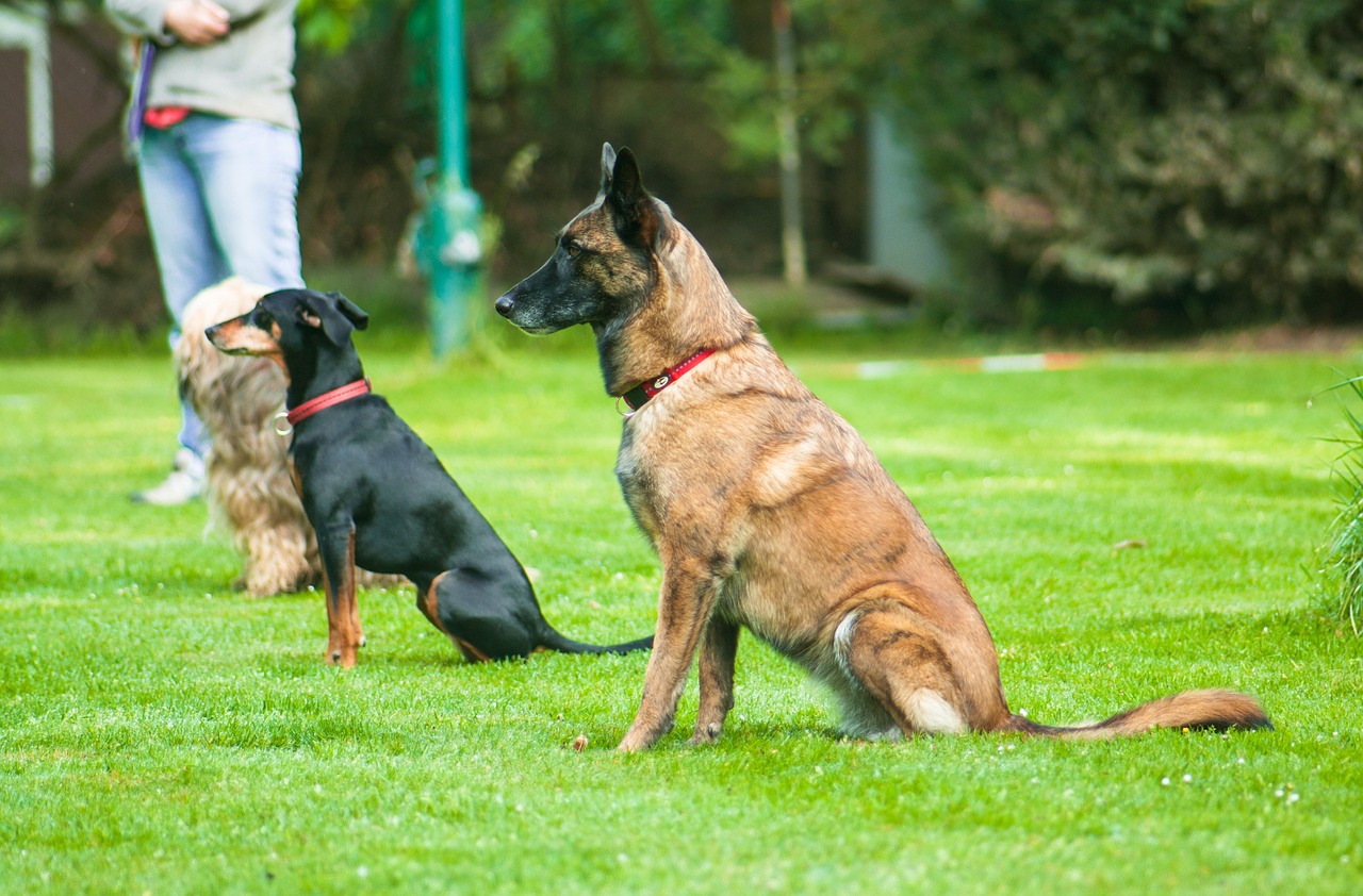 Club members working with dogs during a group session.